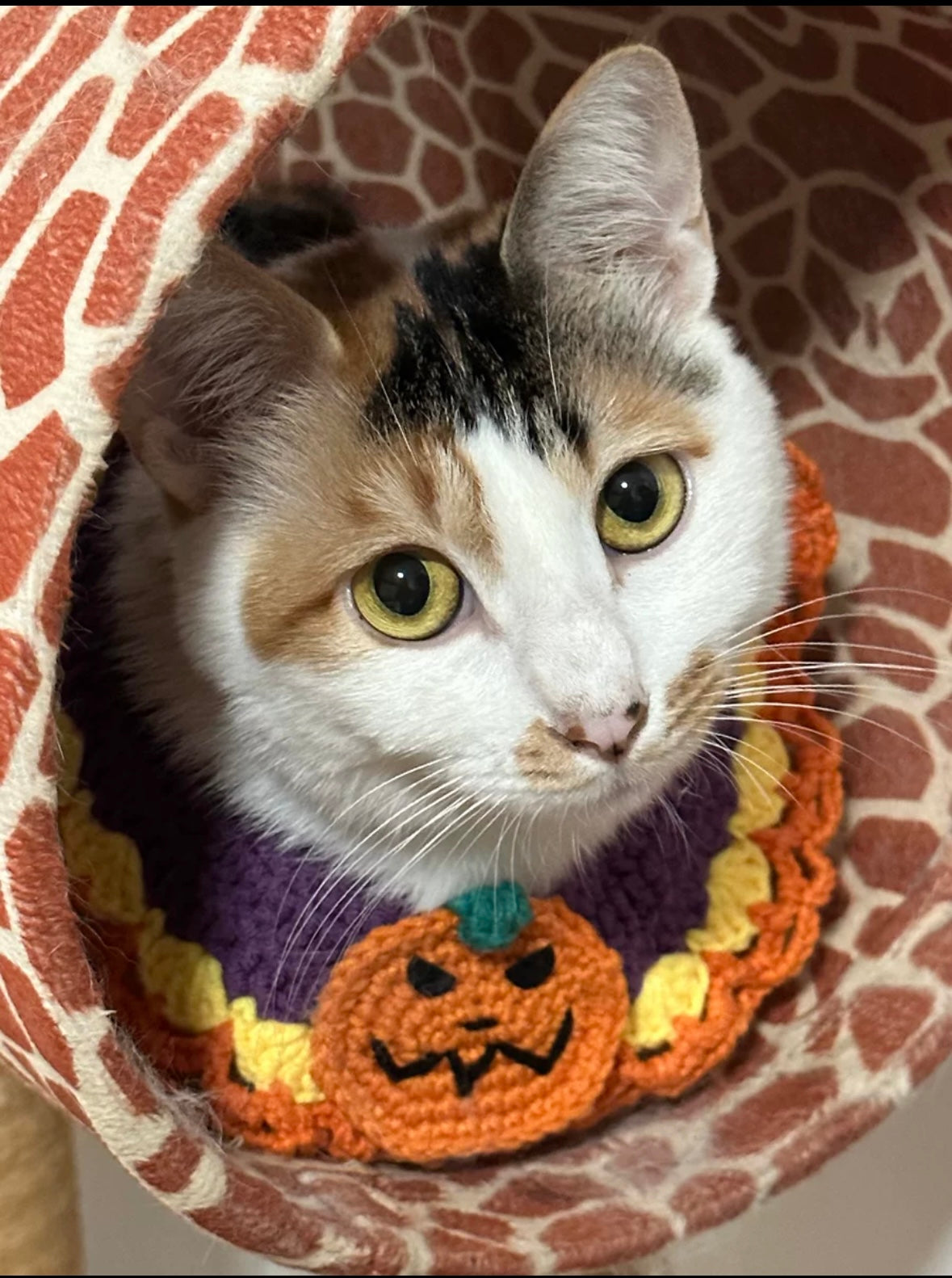 Handcrafted Crochet Collar - Pumpkin