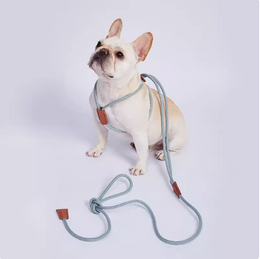 Integrated Dog Harness and Leash